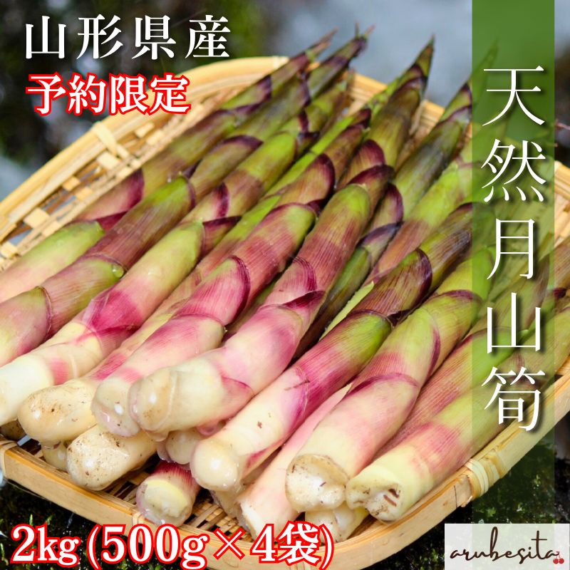 予約 山形県産 山菜 天然月山筍 約2kg 6月上旬～