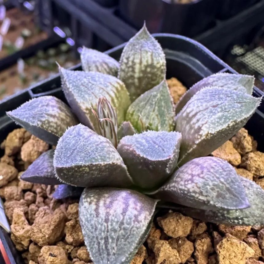 多肉植物ハオルチア☆夢殿 - メルカリ