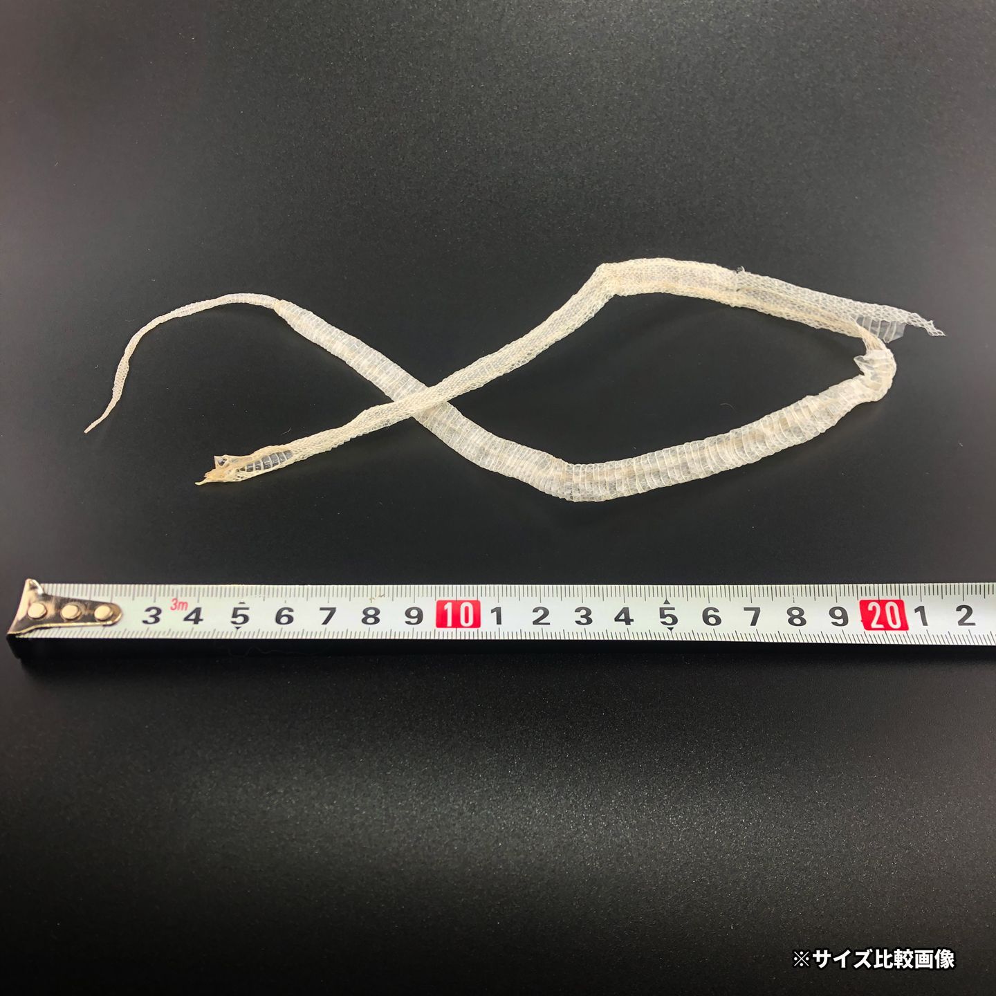 赤目・白蛇の抜け殻 一本物 幼蛇 全長59cm A-10 - メルカリ