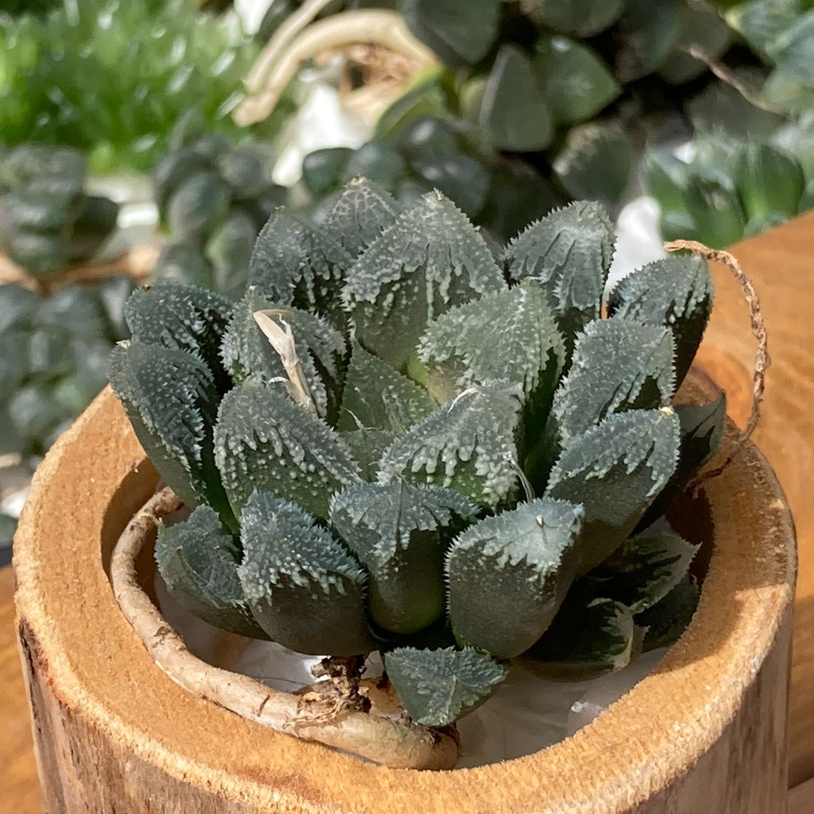 おまとめ ハオルチア 白蝶 抜き苗 多肉植物 ハオルチア 白蝶 抜き苗 かゆく