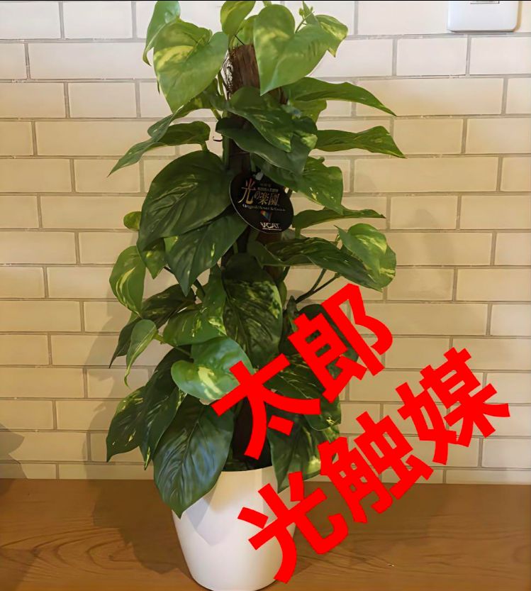 光触媒 人工観葉植物 ウォールグリーン フェイクグリーン フレッシュ 