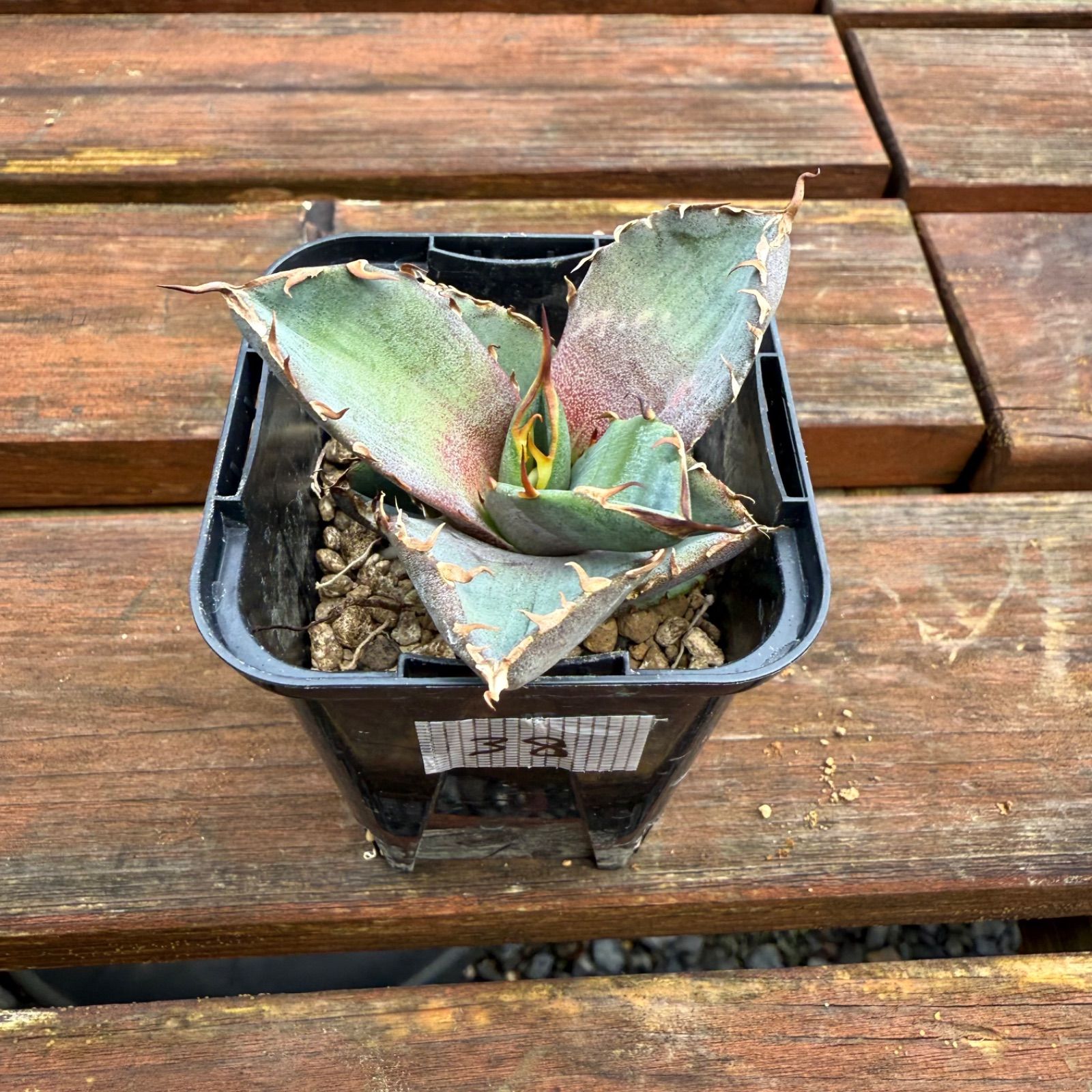 アガベ オテロイ 実生 選抜 棘強 N o.38 - メルカリ