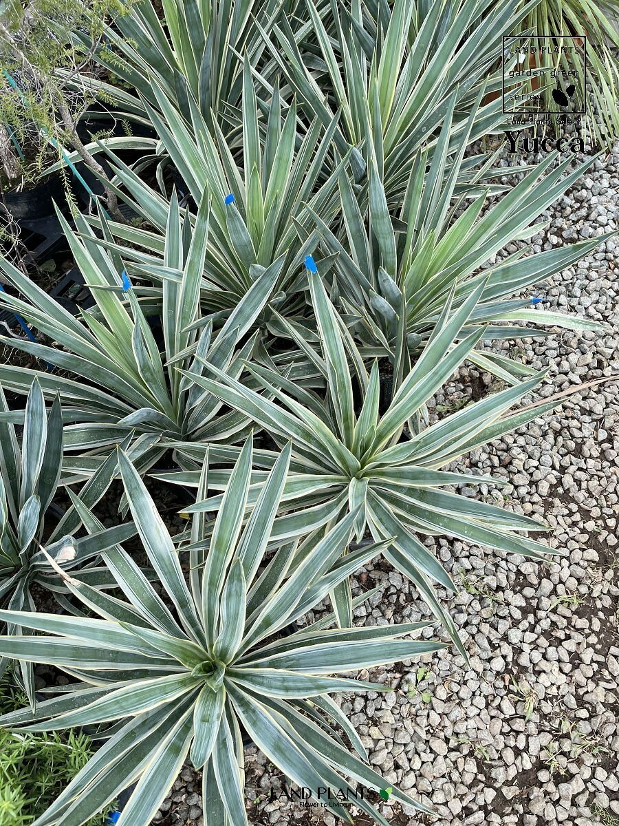 キミガヨラン グロリオサ ユッカ ユッカ グロリオサ キミガヨラン アガベ 観葉植物 ロックガーデン 大株