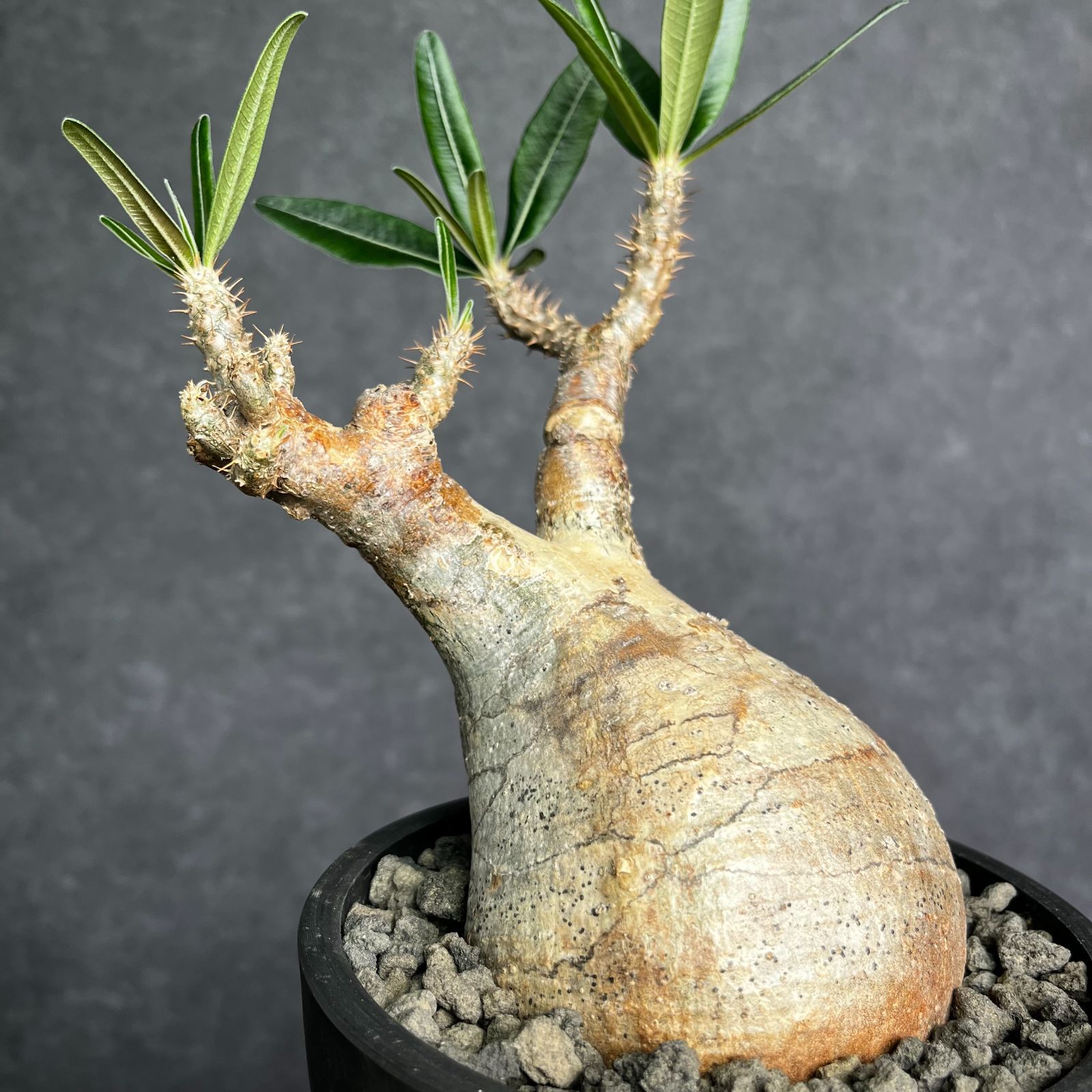 Pachypodiuｍ パキポディウム グラキリス ベアルート 塊根植物 91