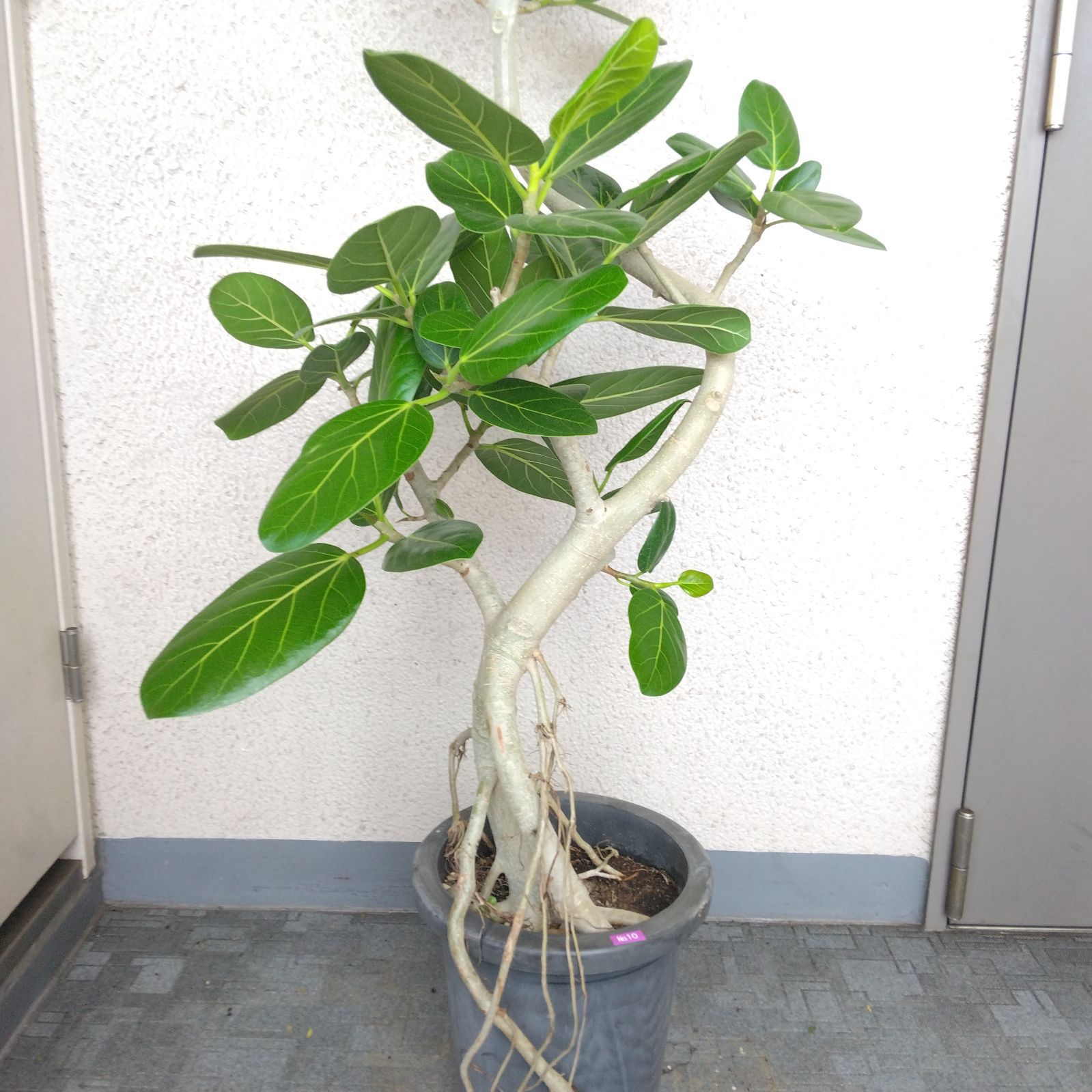 フィカス・ベンガレンシス曲がり‼️沖縄産！ゴムの木❗観葉植物！幹極太高さ162◎ 逸品フィカス・ベンガレンシス曲がり‼️ゴムの木❗大型観葉植物