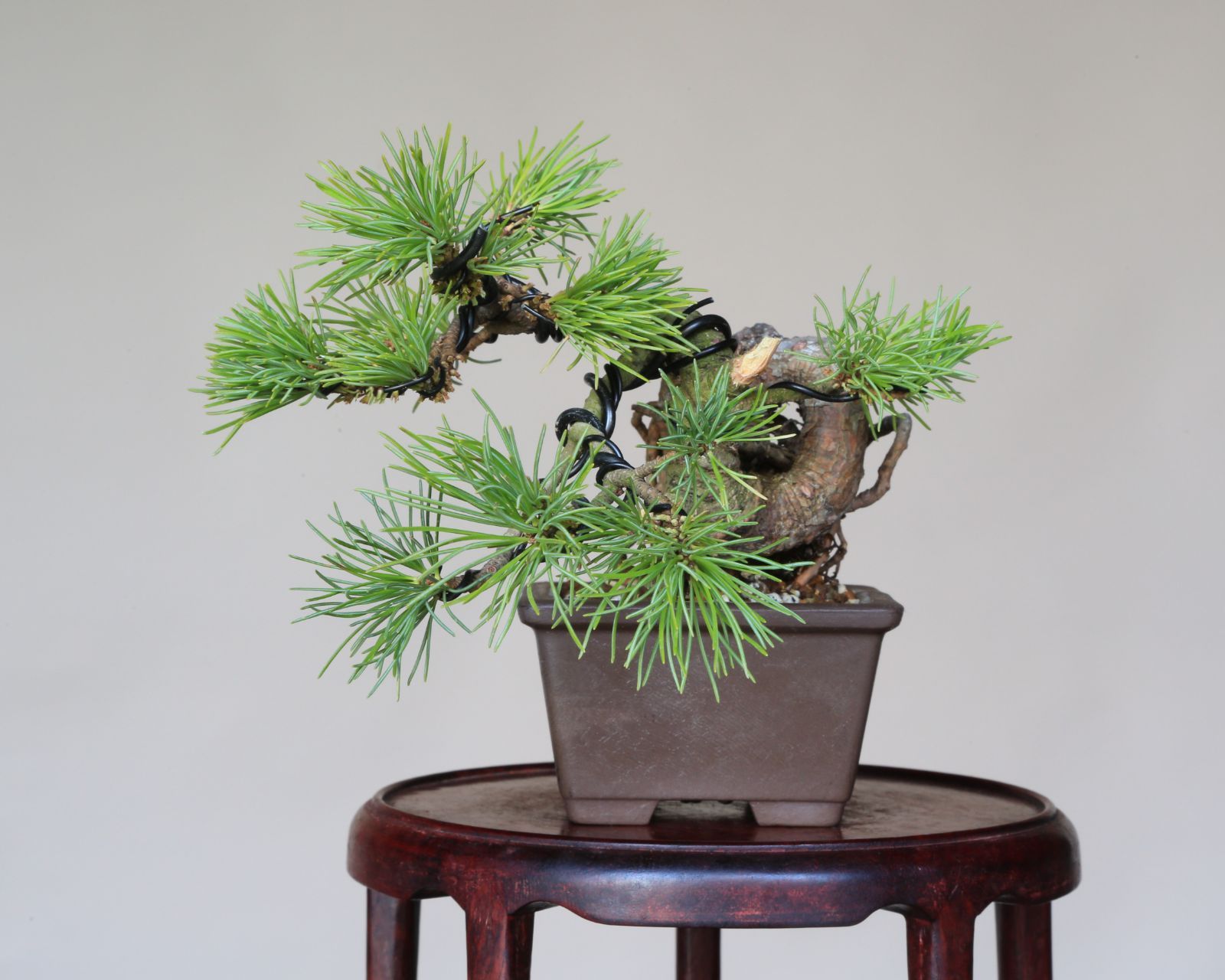 【大品 五葉松盆栽】真柏　　　　⭕吾妻五葉 (短葉)抜群❗ 大品 五葉松盆栽】真柏 ⭕吾妻五葉 (短葉)抜群❗ 吾妻五葉松【大