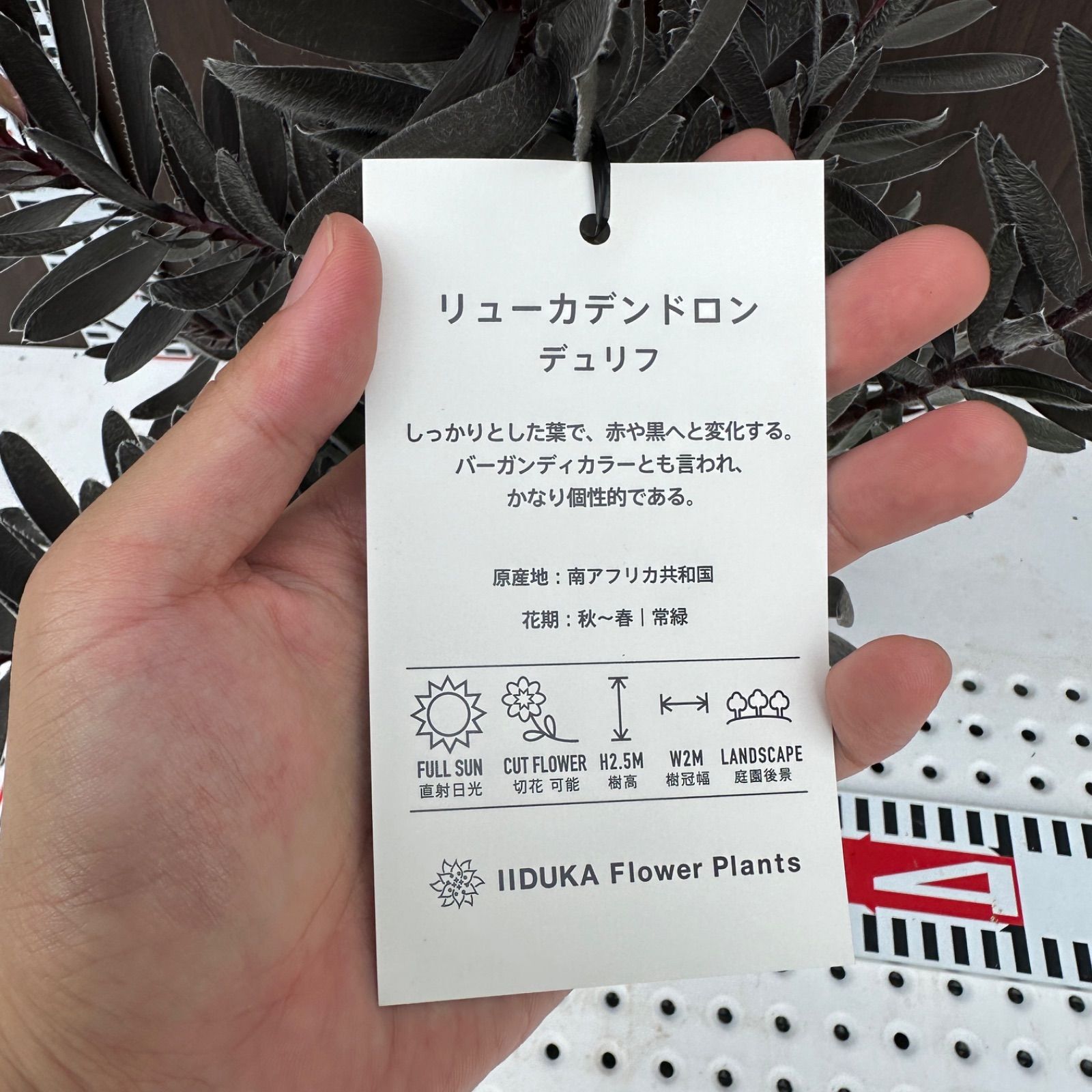 5号 オージープランツ