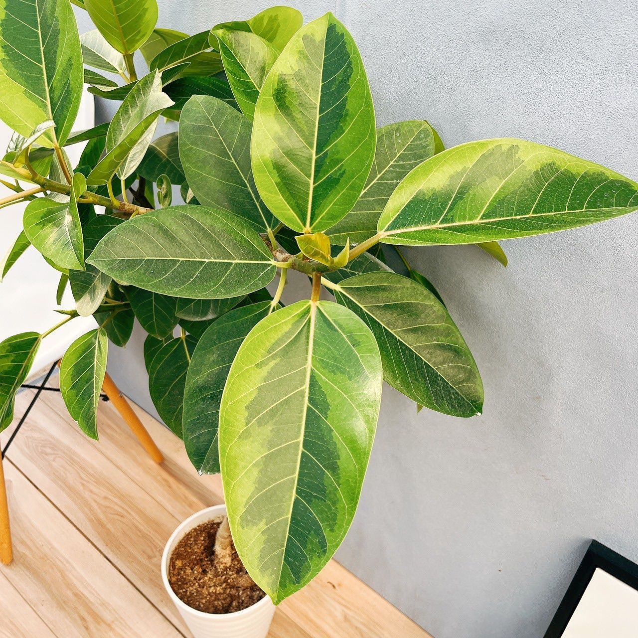 ［現品］♡人気♡ 22番　フィカス　アルテシマ　曲がり　7号　観葉植物　かわいい 現品］♡人気♡ 22番 フィカス アルテシマ 曲がり 7号 観葉植物