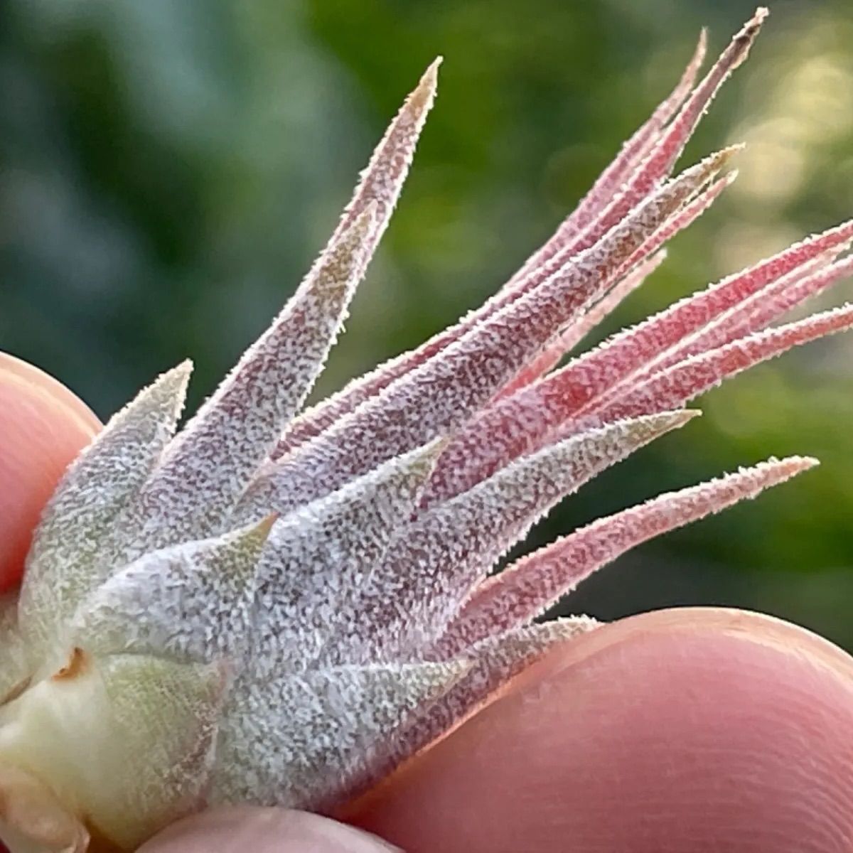 チランジア イオナンタ ディファレンテT.ionantha Differente - メルカリ