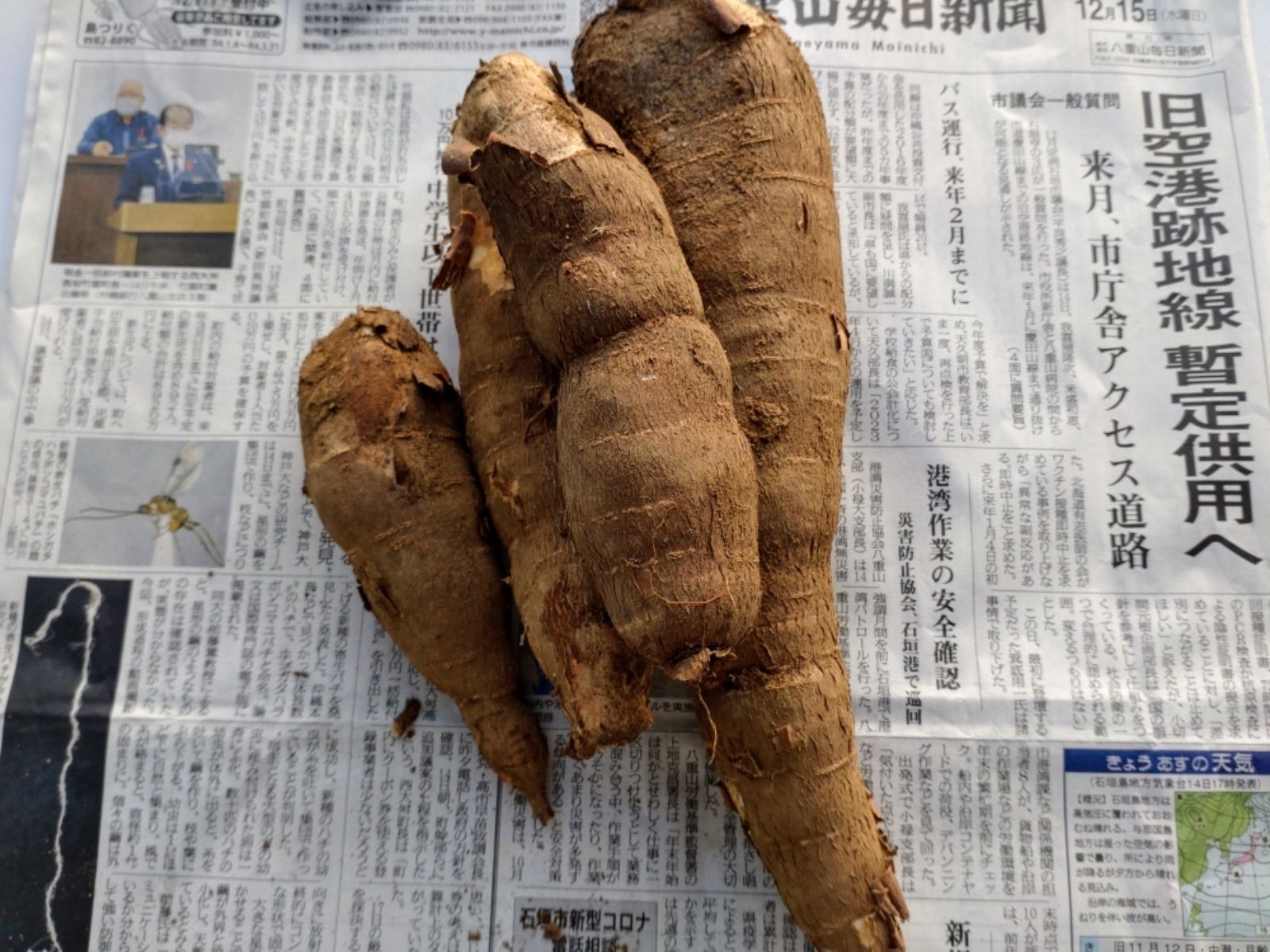 ☆キャッサバ挿木用苗木100本入り☆(黄色系甘味種)・沖縄県石垣島産