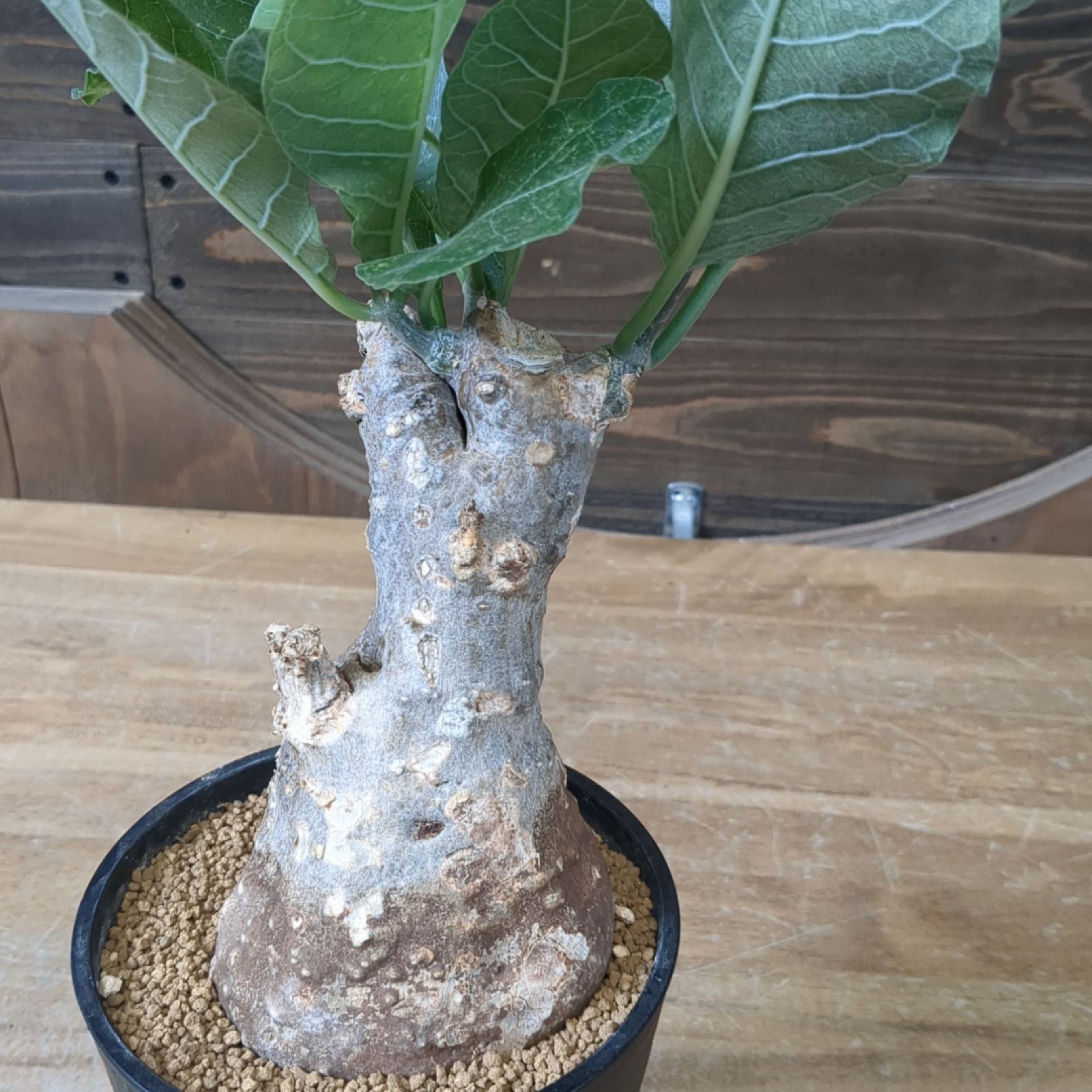 フォッケア ムルチフローラ【現物発送】鉢のまま発送 B - メルカリ