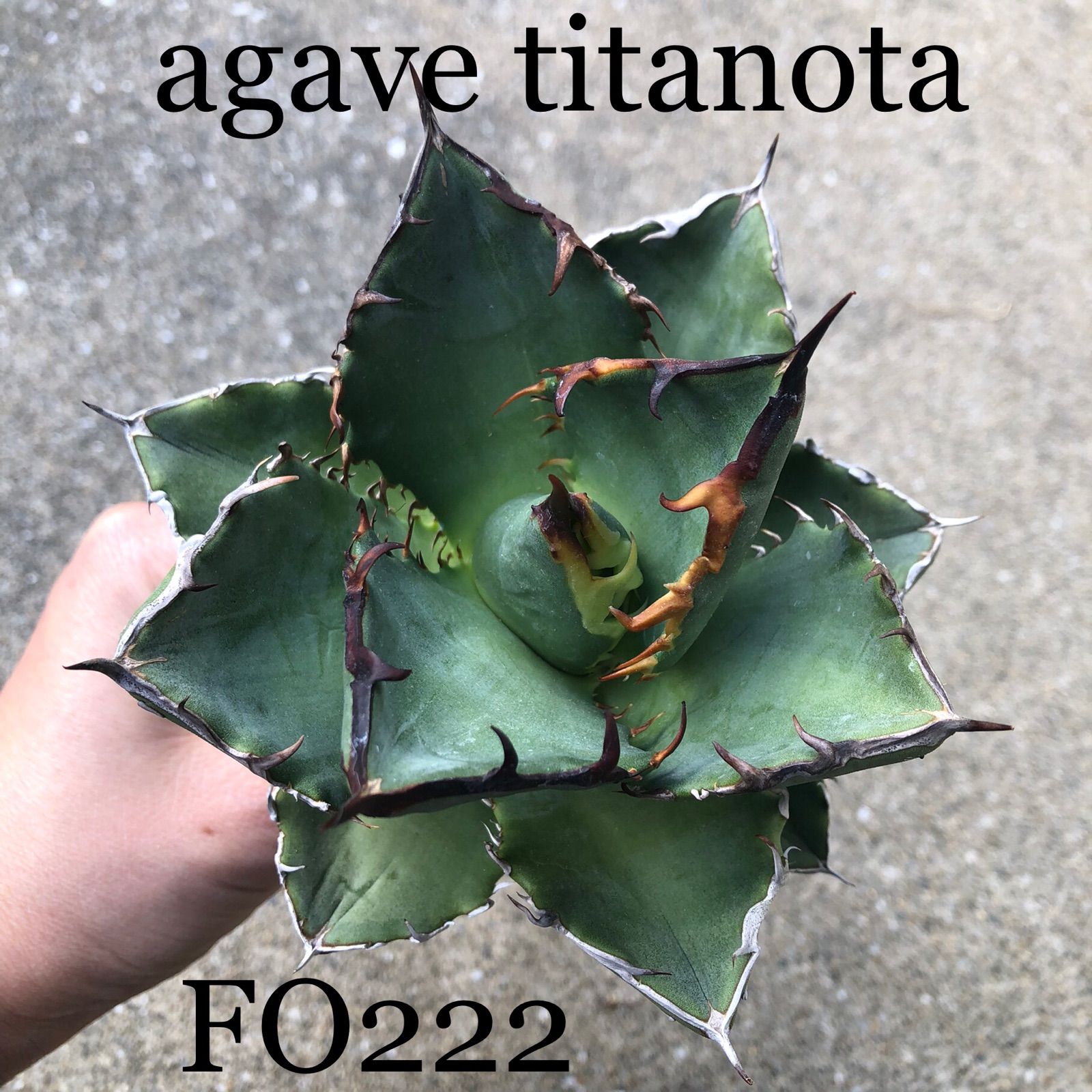 agave titanota FO222 裏棘 台湾ベアルート - メルカリShops