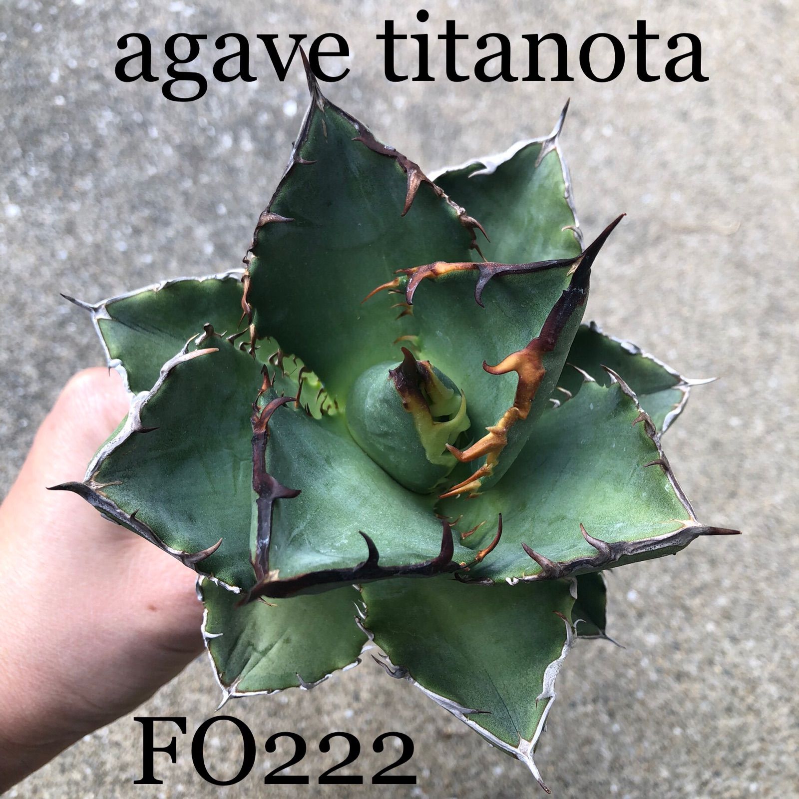 agave titanota FO222 裏棘 台湾ベアルート - En'tial plants - メルカリ