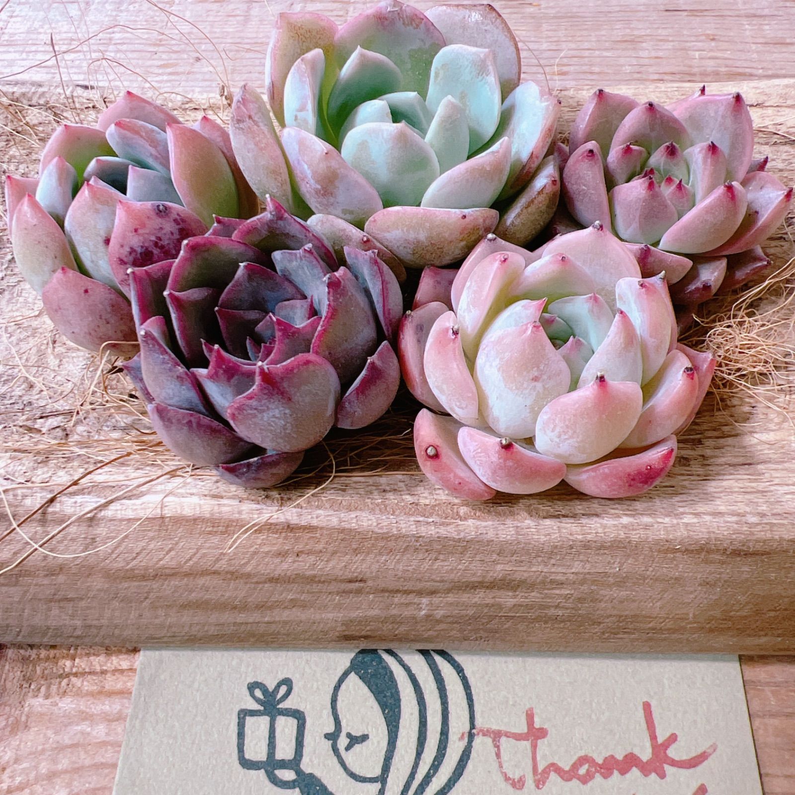 5セット 100苗 韓国苗 雑交新種 多肉植物 エケベリア 39（サンキュー）セール!!多肉植物 韓国エケベリア 5苗セット