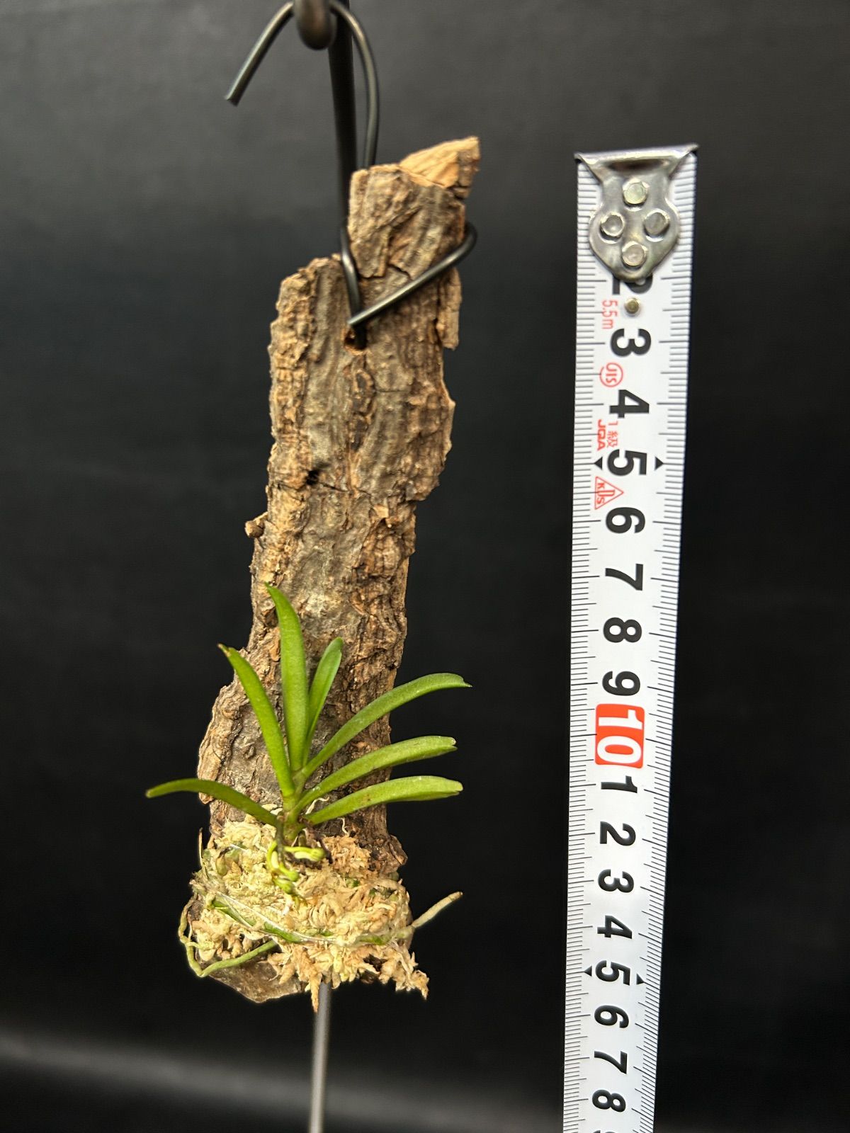 ☆洋蘭☆原種☆Trichoglottis triflora☆トリコグロッティス トリ