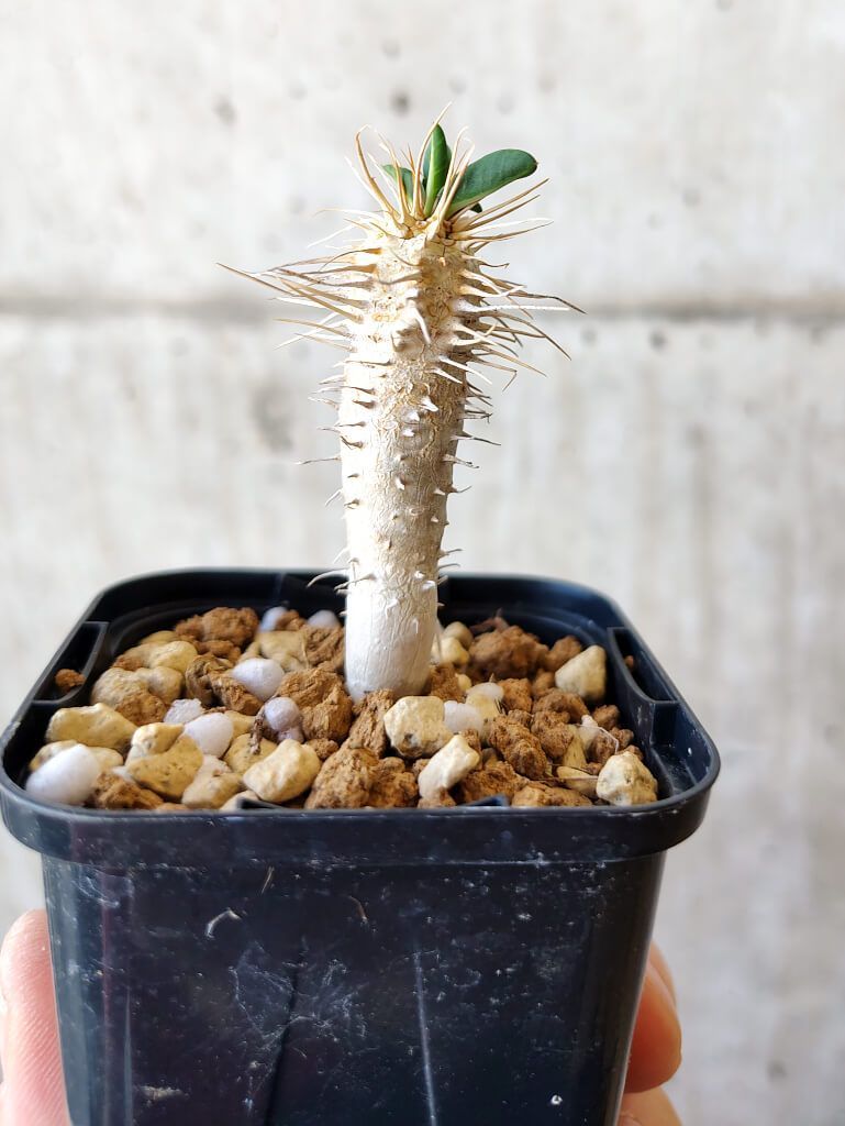 ユーフォルビア ギラウミニアナ 現地球 国内4年以上管理 鉢ごと