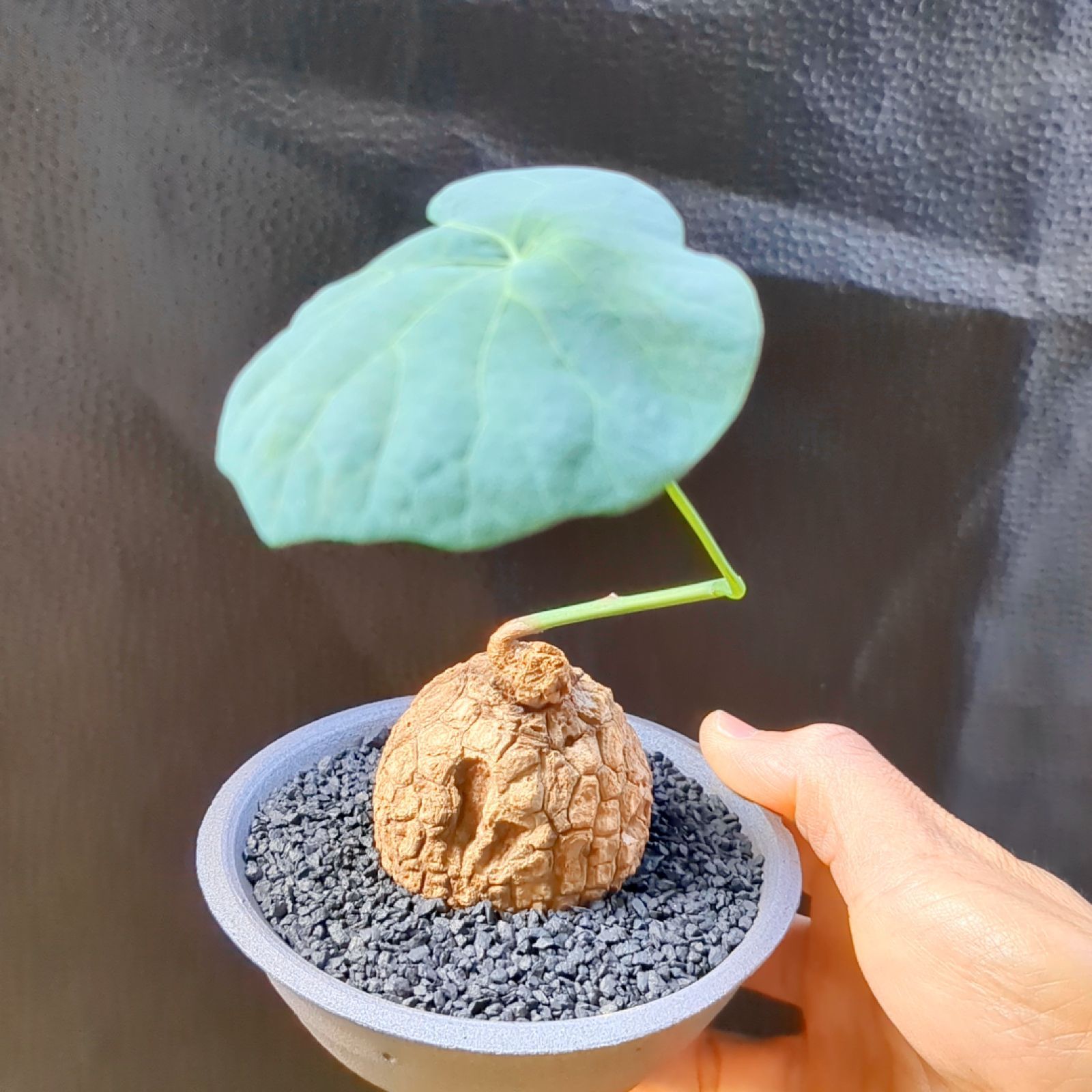 romi様専用ページ 最も安い 22点