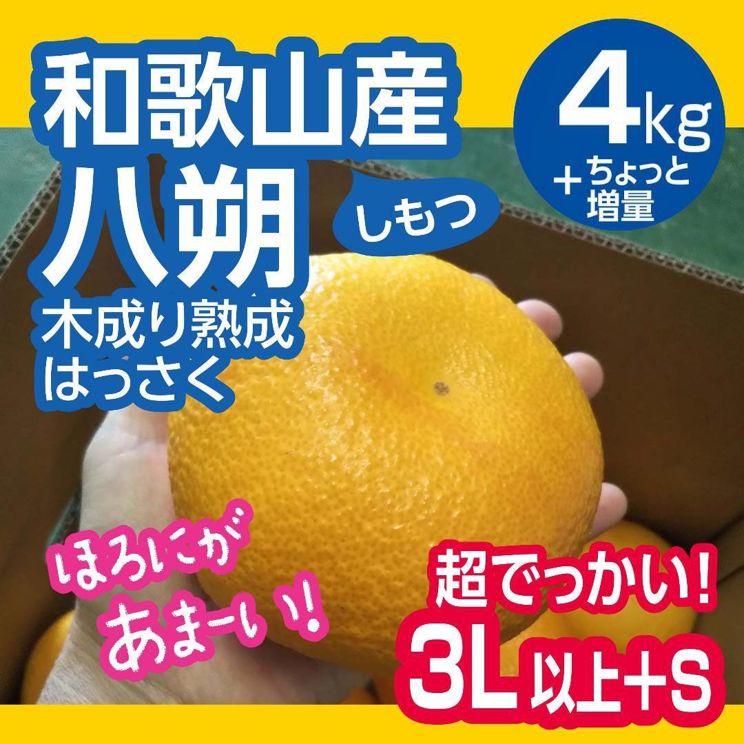 本日発送可能！金柑きんかん約1.5kg宅急便コンパクトたっぷり! - 果物