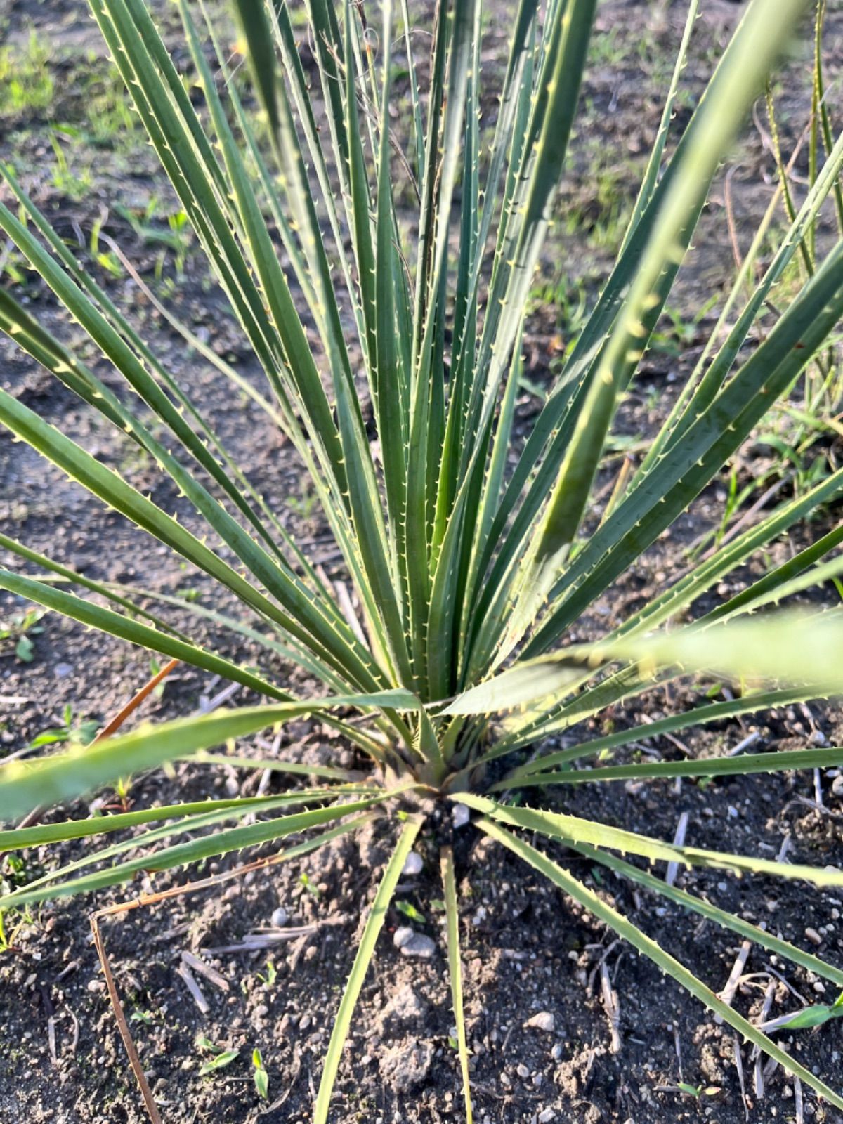 地植え越冬経験済】Dasylirion durangense ダシリリオン