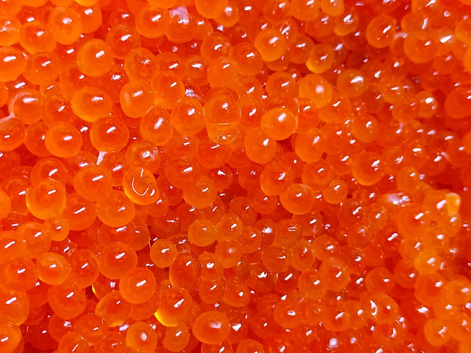 新物生筋子 北海道産秋鮭 いくら１kg