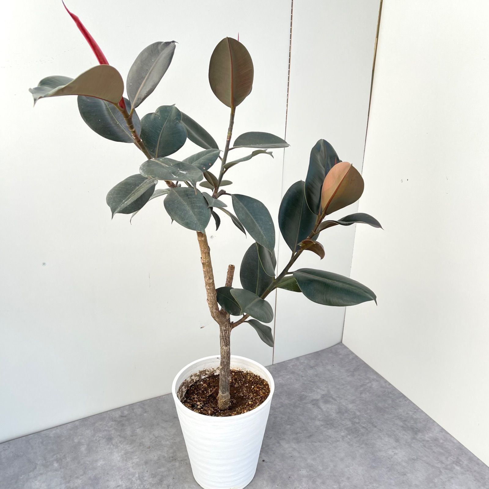 フィカス バーガンディ 11【現品】観葉植物 室内 大型 - メルカリ