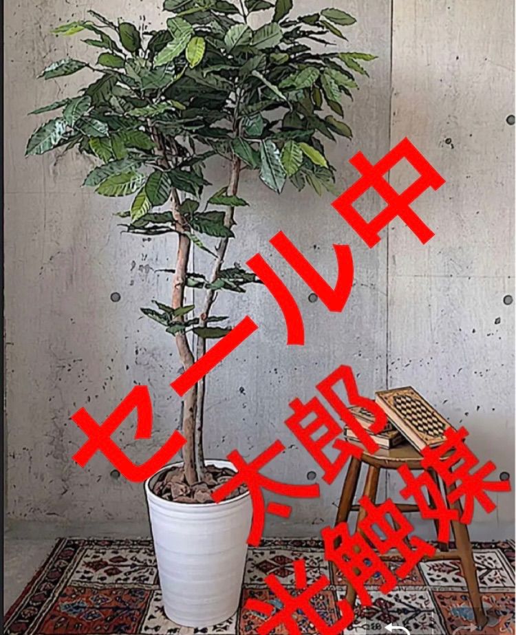 光触媒 人工観葉植物 ウォールグリーン フェイクグリーン アレカヤシ'tw 偉