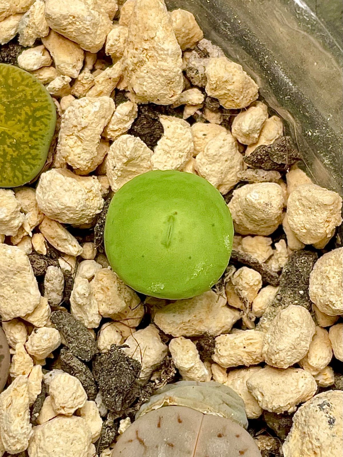 コノフィツム パゲアエ Conophytum pageae 脫皮完成 抜き苗 多肉植物 メルカリ便 B186 - メルカリ