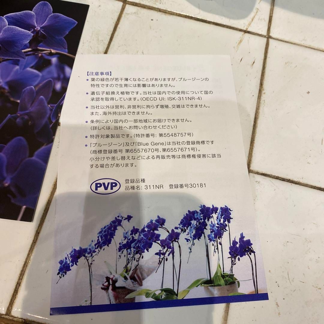 注文 数限定❗️現品 超希少❗️胡蝶蘭❤️ブルージーン 1本立 本日