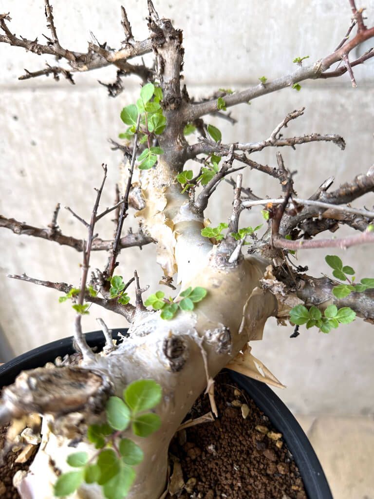 Y333【最新到着】Pachypodium グラキリス（ML）（現地球・抜き苗