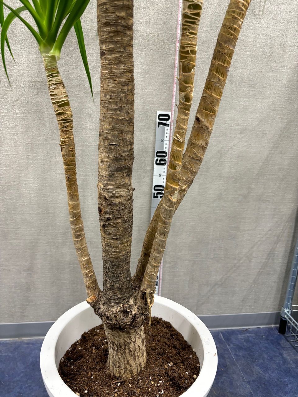 現品】ドラセナ・カンボジアーナ 8号 白鉢（2） : 花のアリマツ Yahoo