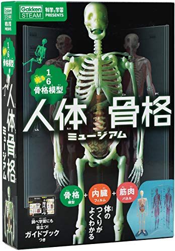 人体骨格ミュージアム-光る1/6骨格模型 (科学と学習PRESENTS)
