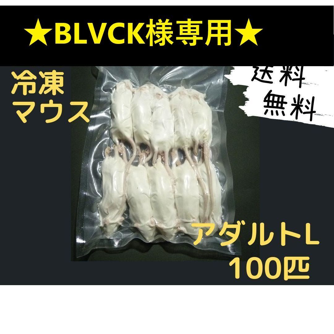 送料無料 冷凍マウスリタイア20匹 送料無料 冷凍マウスリタイア20匹