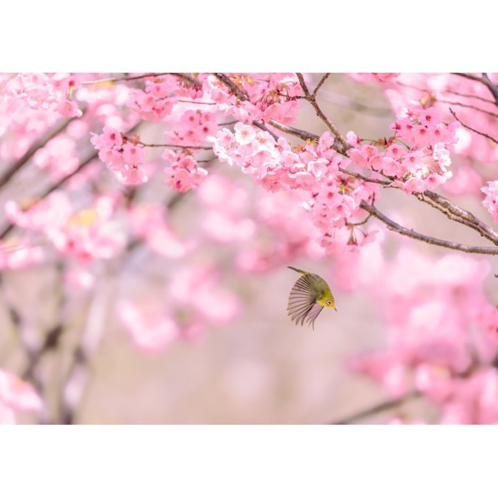絵画風 壁紙ポスター (はがせるシール式) ヨウコウザクラ(陽光桜)の蜜を求めて花から花え飛び回るメジロ 桜 目白 キャラクロ M-BMJR-002A2 (A2版 594mm×420mm) ＜日本製＞ ウォールステッカー お風