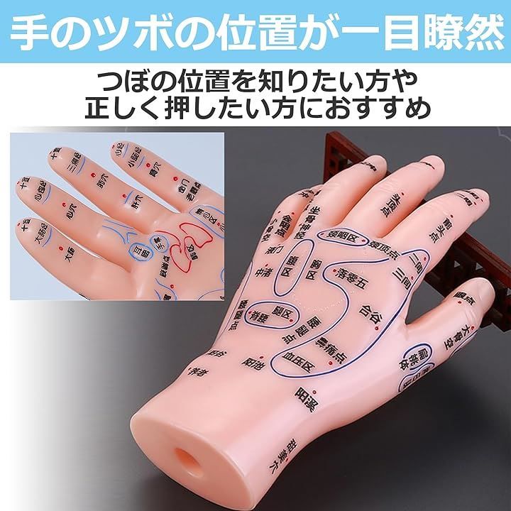 Edison Brain EdisonBrain 手つぼ模型 揉み 反射区