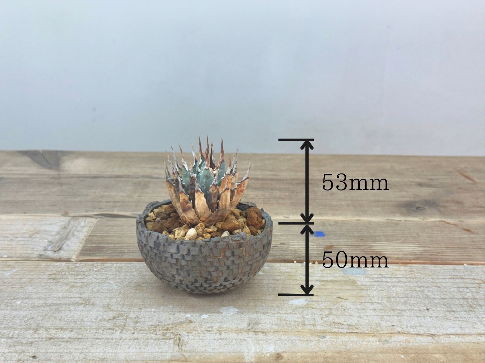 コンパクト アガベ ユタエンシス エボリスピナ 発根済 作家鉢