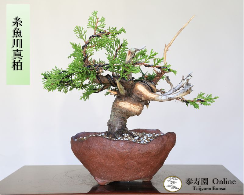 み*ん様 小品盆栽素材　真柏　糸魚川６１２２ み*ん様 小品盆栽素材 真柏 糸魚川6122 - メルカリ