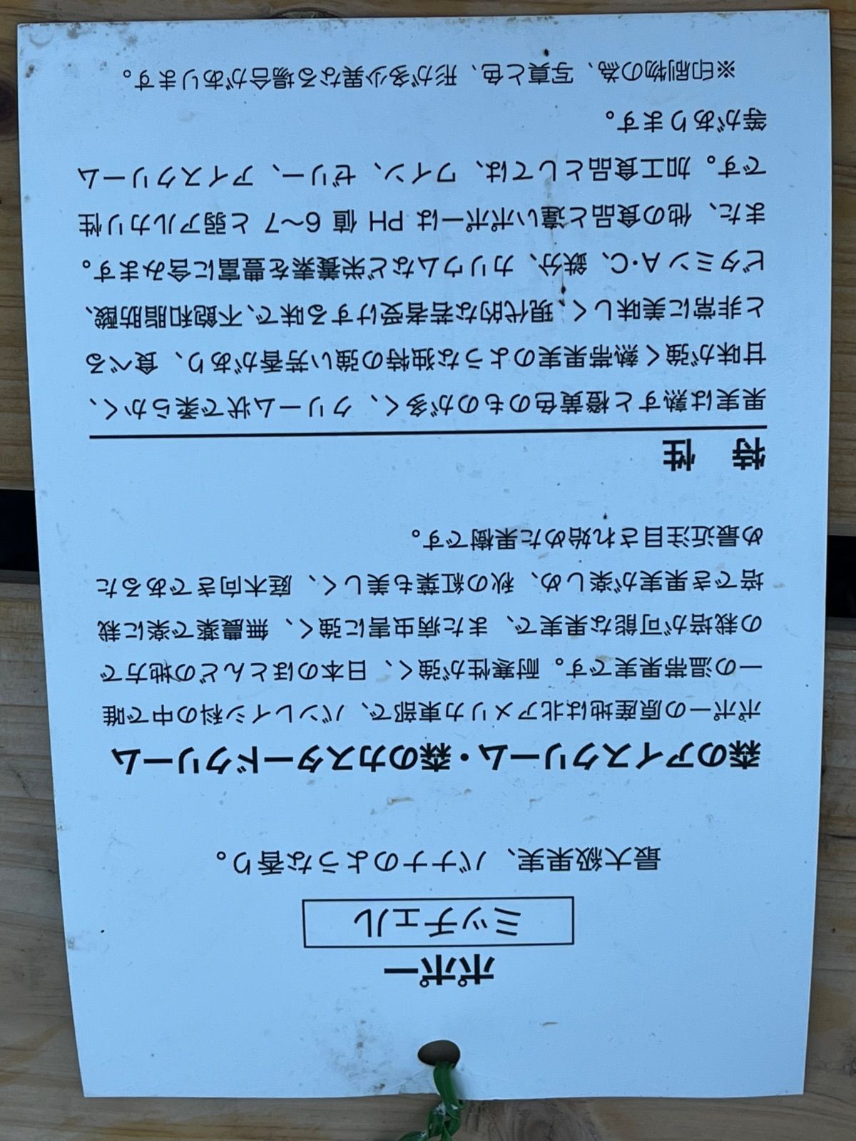 ポポー苗 ミッチェル５号
