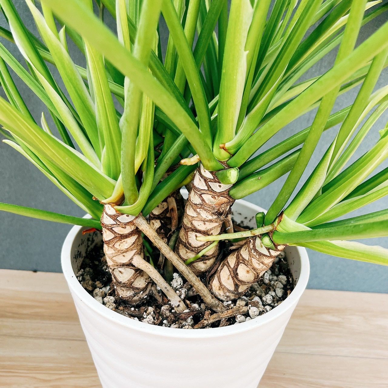 フィロデンドロン クッカバラ ジャイアント 幹上がり 2観葉植物 大型