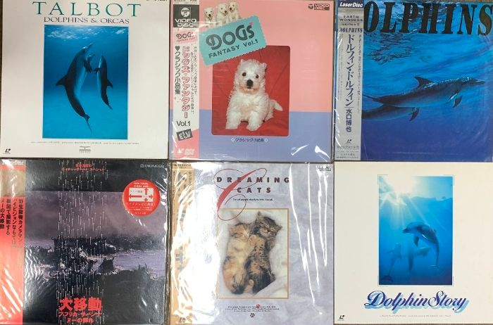 大自然のファンタジア クジラの海