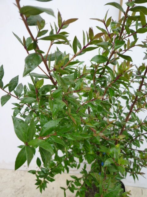 ギンバイカ 樹高0.5m前後