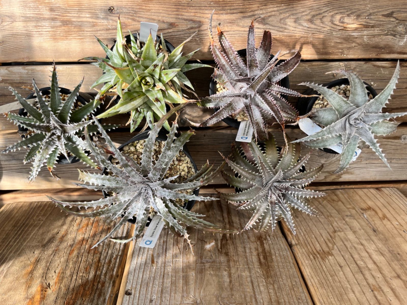 Dyckia ディッキア ワンまま様 リクエスト 3点 まとめ商品 Dyckia