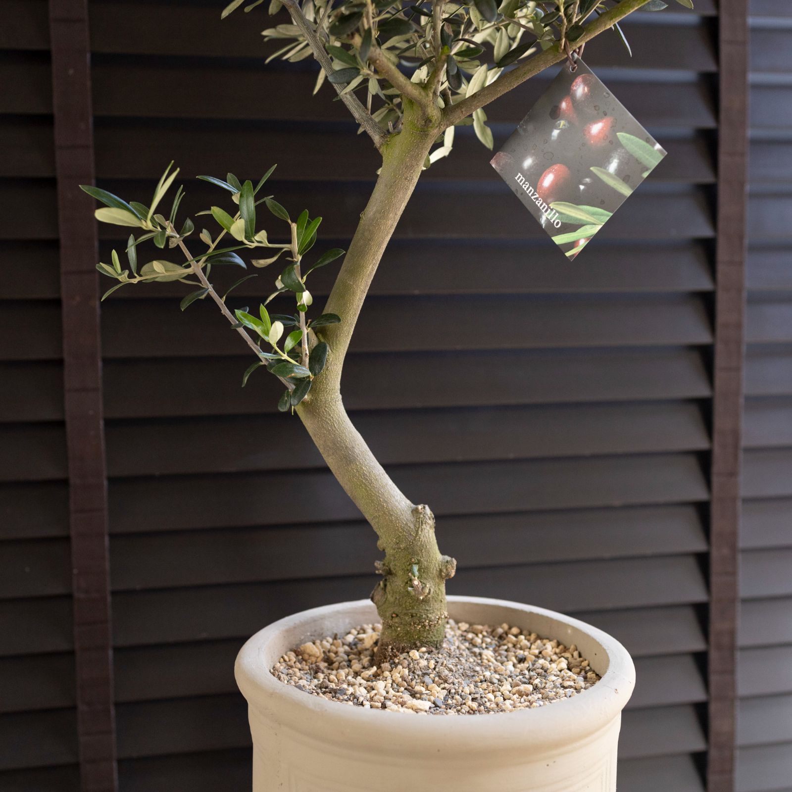 souju 創樹 オリーブ マンザニロ ブラック鉢植え シンボルツリー