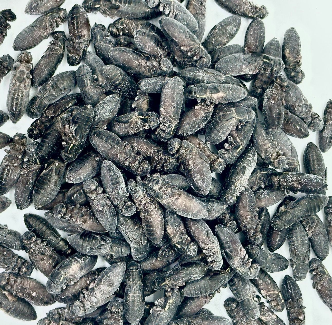 冷凍クロコML約2000匹1kg冷凍コオロギ 【周年祭セール】冷凍クロコオロギ 1