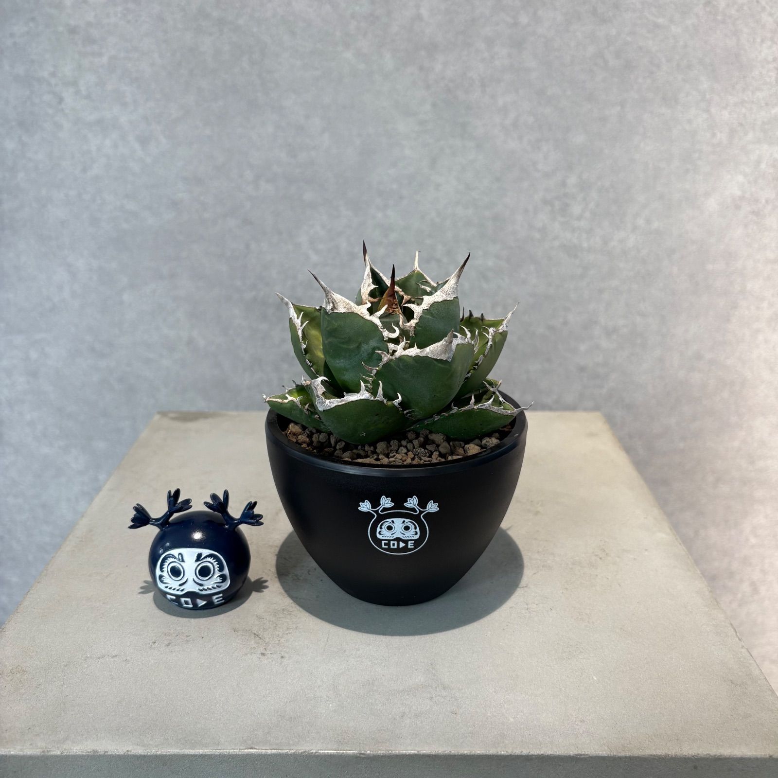 アガベチタノタ