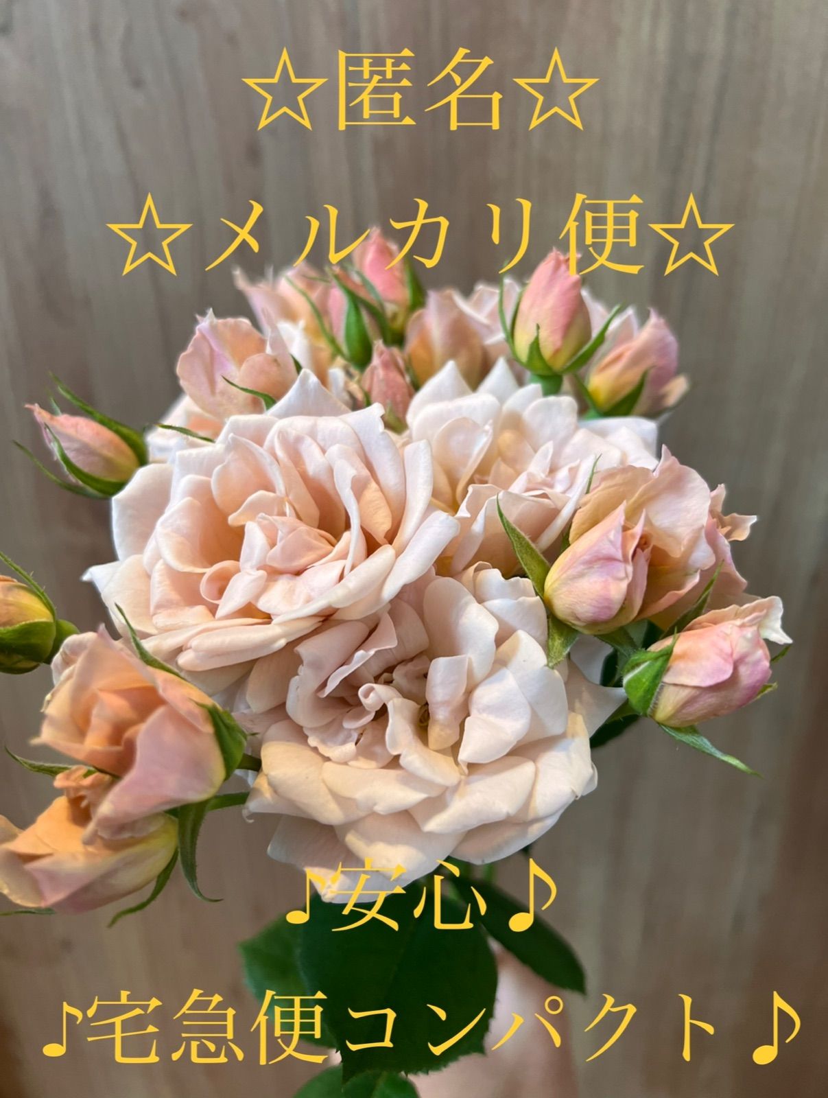 バラ花苗 廃盤品種 ER シンベリン 蕾たくさん 特大 接木苗 希少