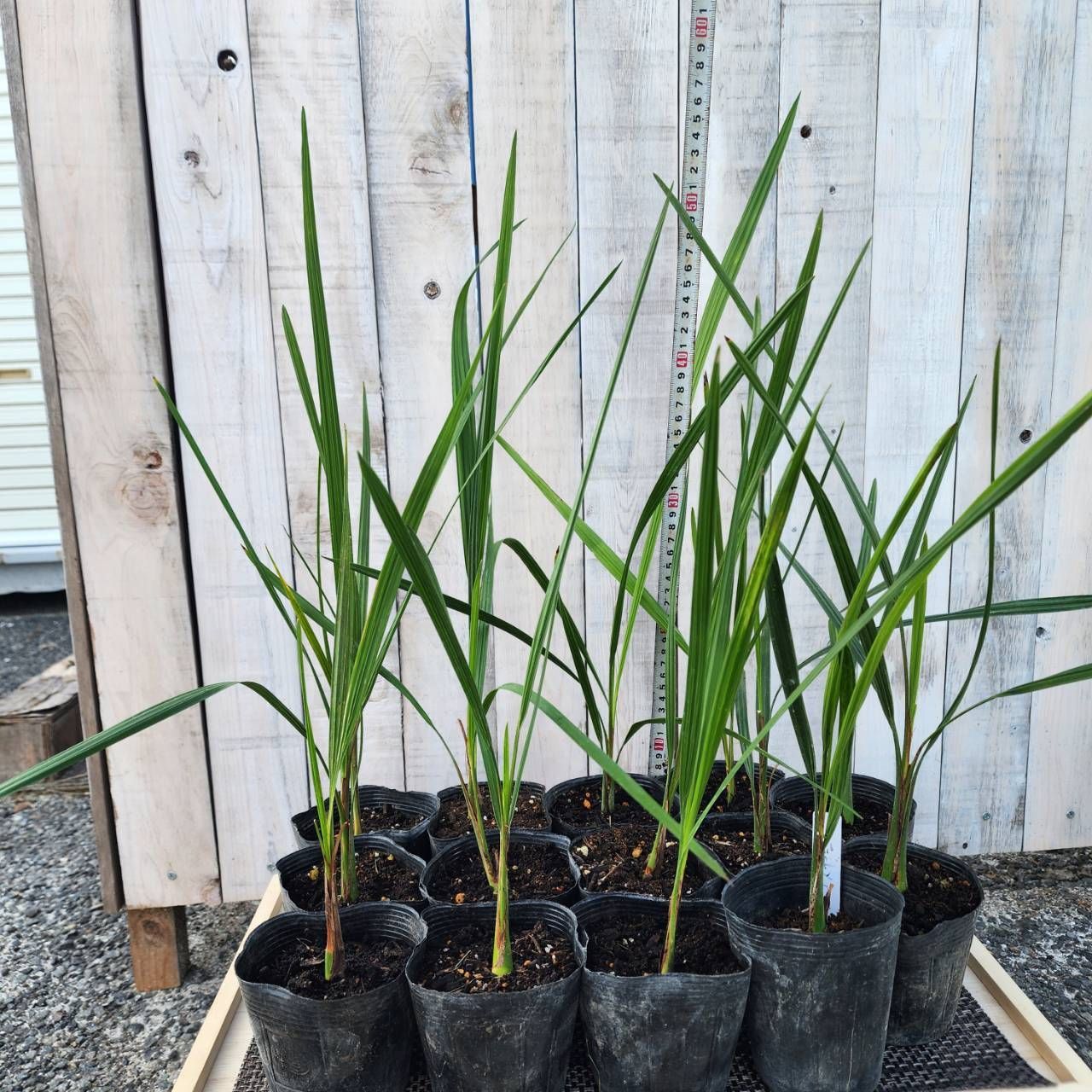抜き苗】 ココスヤシ 10本 Butia capitata - メルカリ