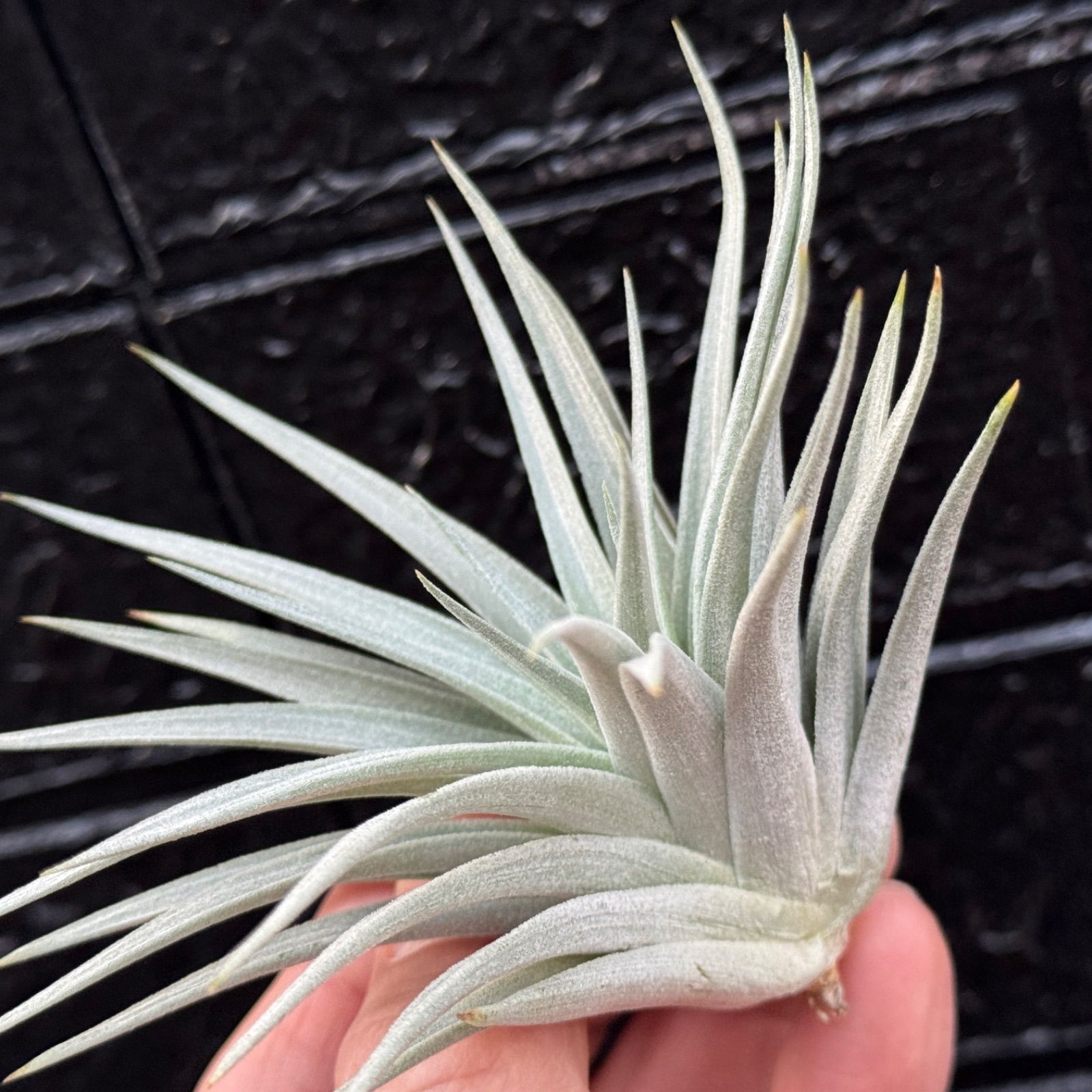 白さ際立つ濃密トリコーム＊チランジア メリディオナリス Tillandsia