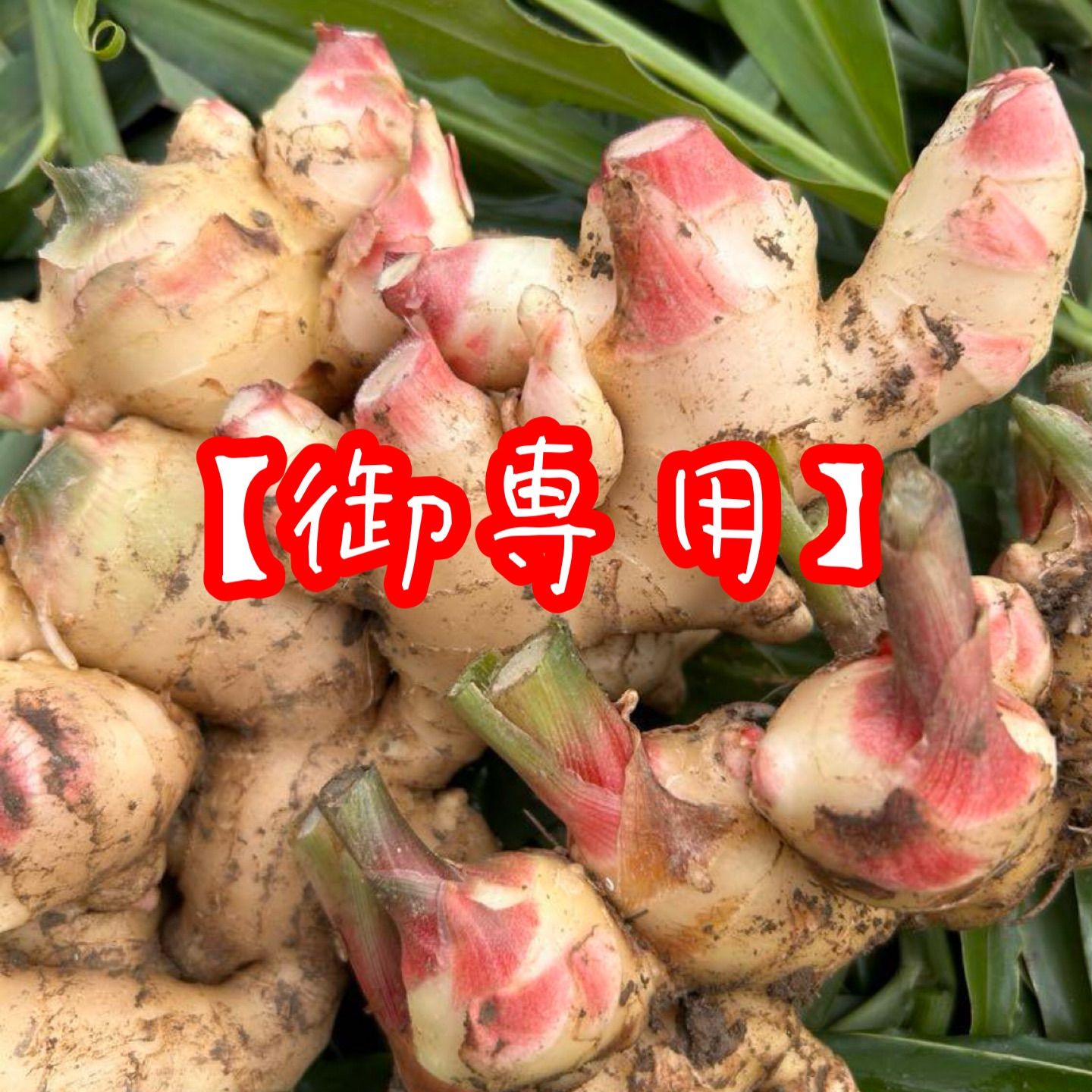 御 新鮮 朝掘り土つき生姜10kg 育成栽培中農薬不使用