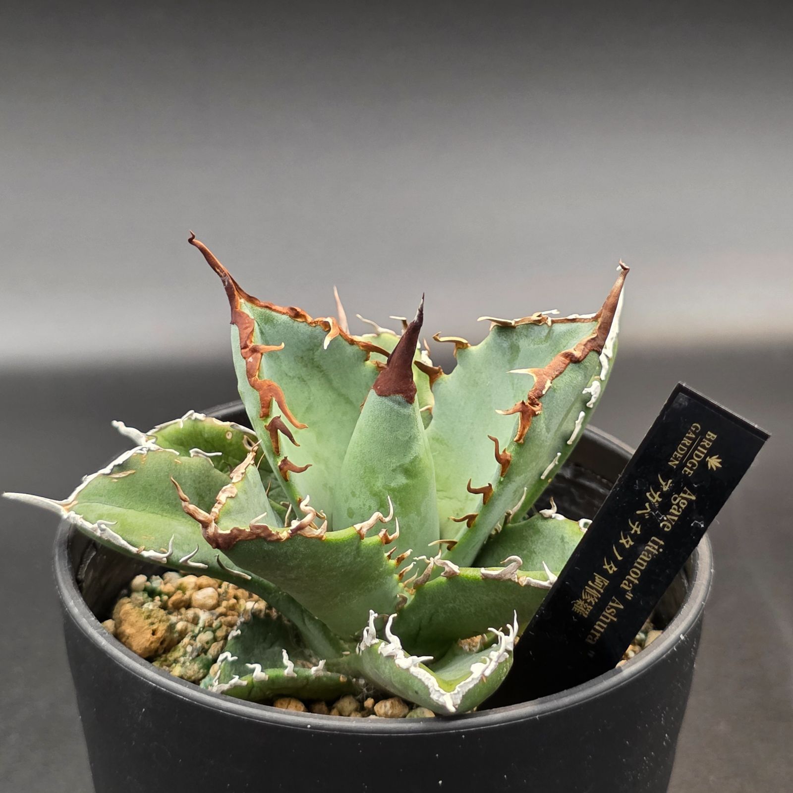 アガベ チタノタ 阿修羅 (Agave titanota 'Asura') - メルカリ