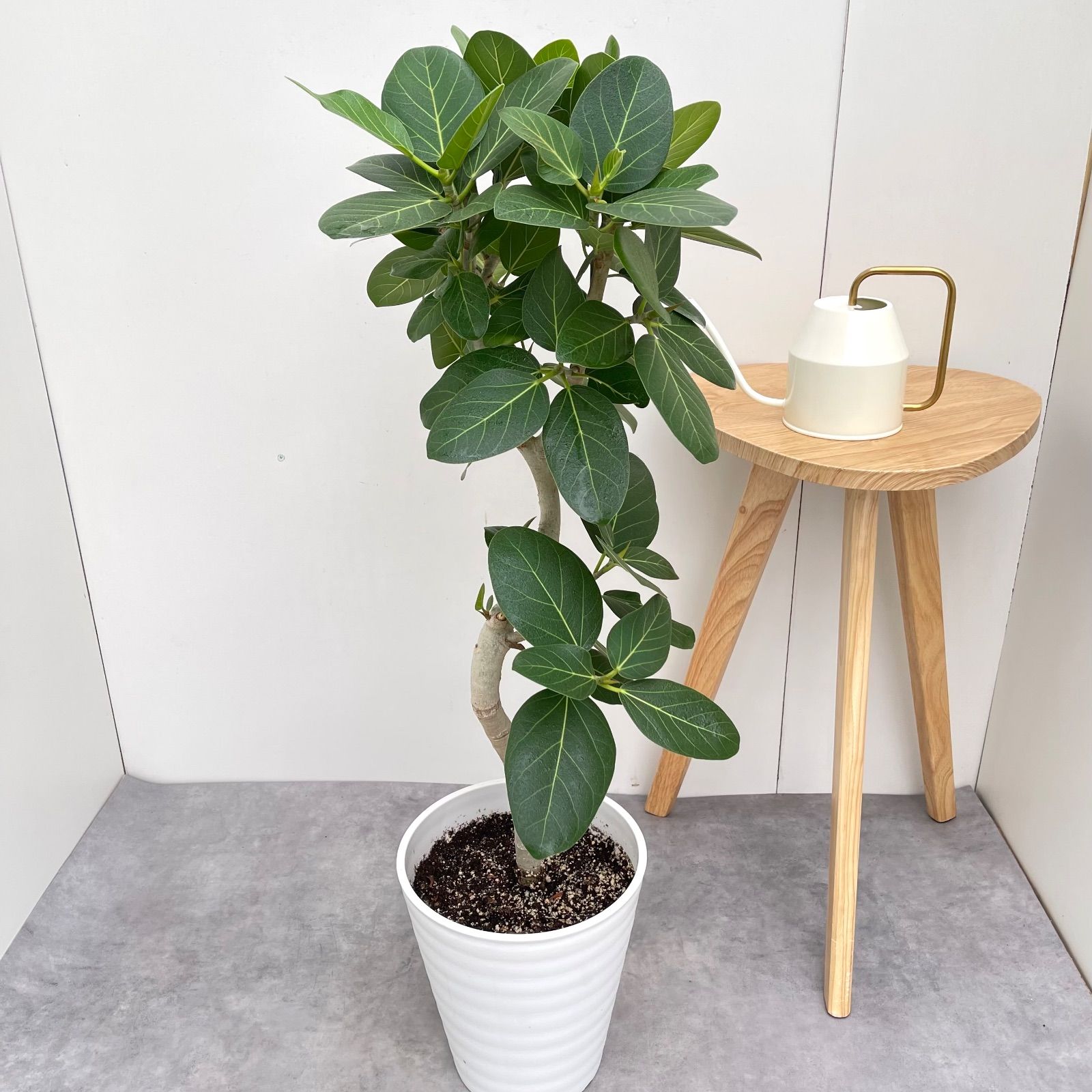 フィカス ベンガレンシス